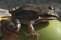 Ranita de labio blanco (Leptodactylus albilabris)