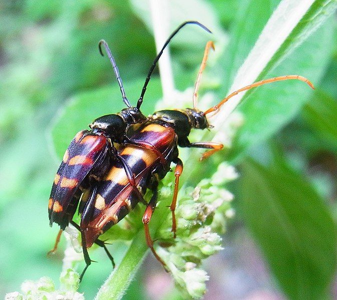 File:Leptura aurulenta couple.jpg