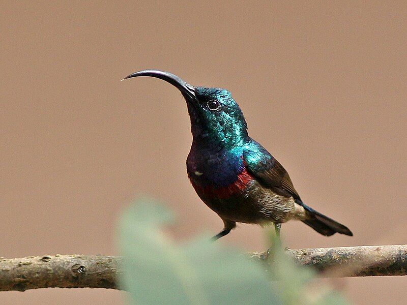 File:Loten'sSunbird(M).jpg