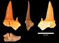 Carcharias cf. C holmdelensis tooth, Menuha Formation.