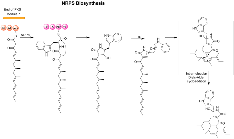 Figure 2. Formation of tetramic acid and cyclization of PKS unit