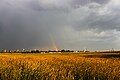 Field at Oberlaa