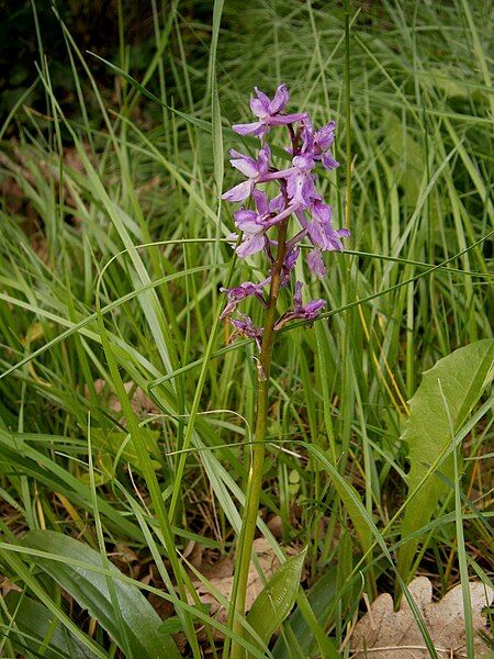 File:Orchis mascula 01.jpg