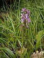 Orchis mascula