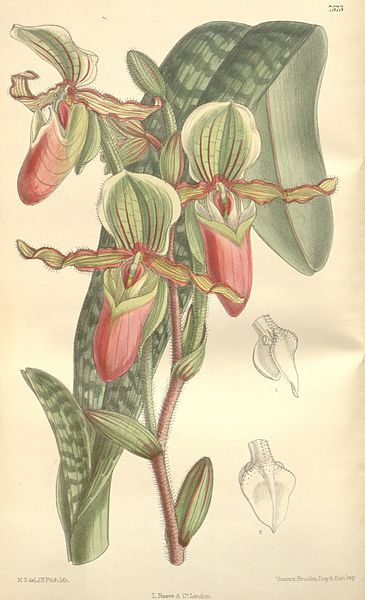 File:Paphiopedilum victoria-mariae.jpg