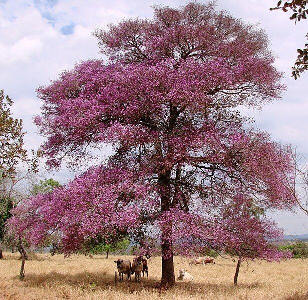 File:Physocalymma scaberrimum.jpg