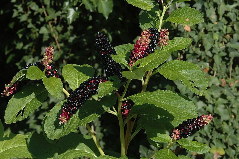 File:Phytolacca acinosa.JPG