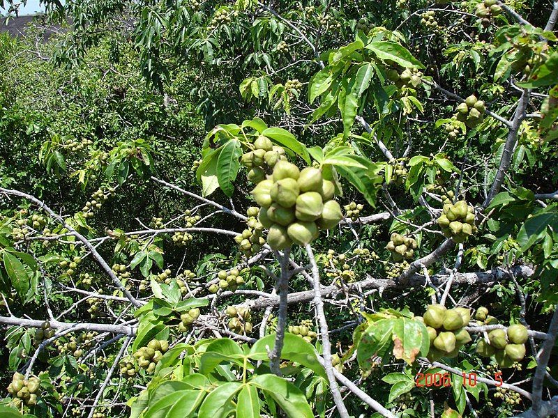 File:Piranhea trifoliata.jpg