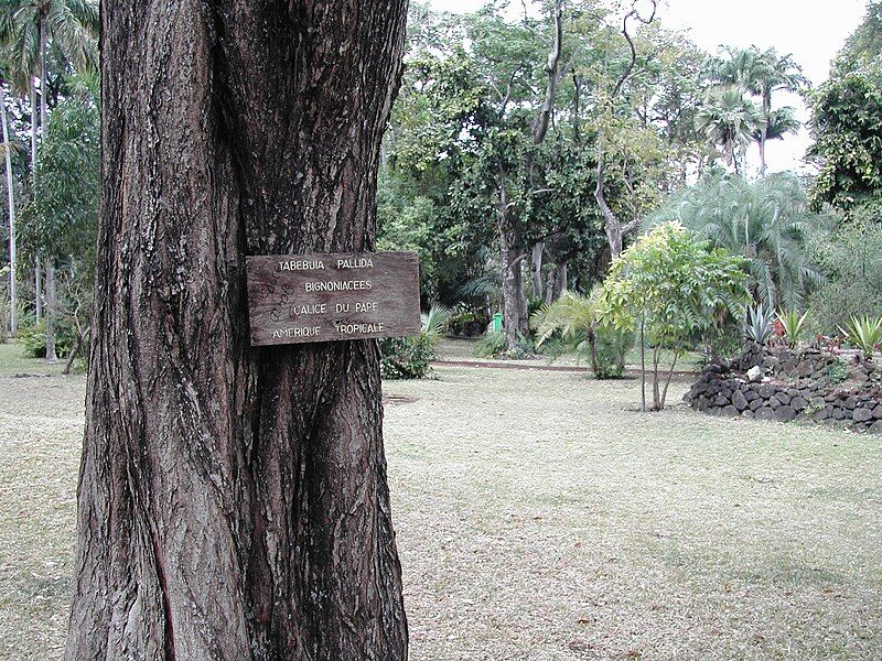 File:Plaque-Tabebuia-pallida-Réunion.JPG