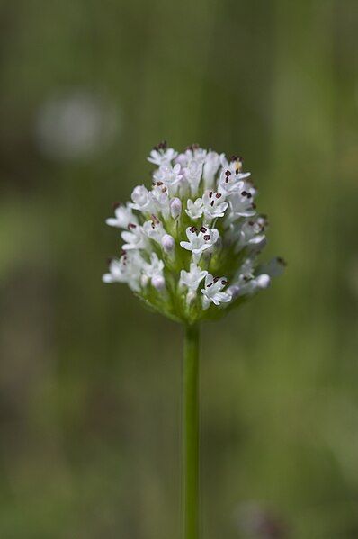 File:Plectritis macrocera.jpg