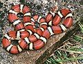 Image 8Innocuous milk snakes are often mistaken for coral snakes whose venom is deadly to humans. (from Snake)