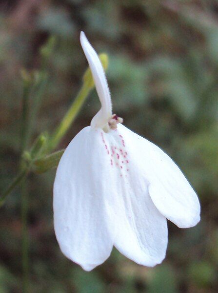 File:Rhinacanthus nasutus 01.JPG