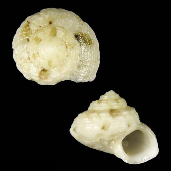 File:Seashell Gibbula vanwalleghemi.jpg