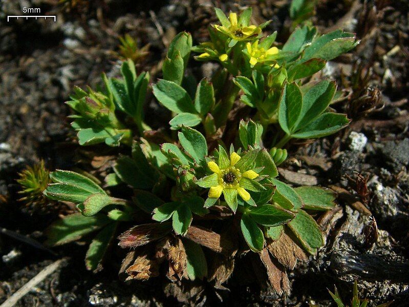 File:Sibbaldiaprocumbens.jpg