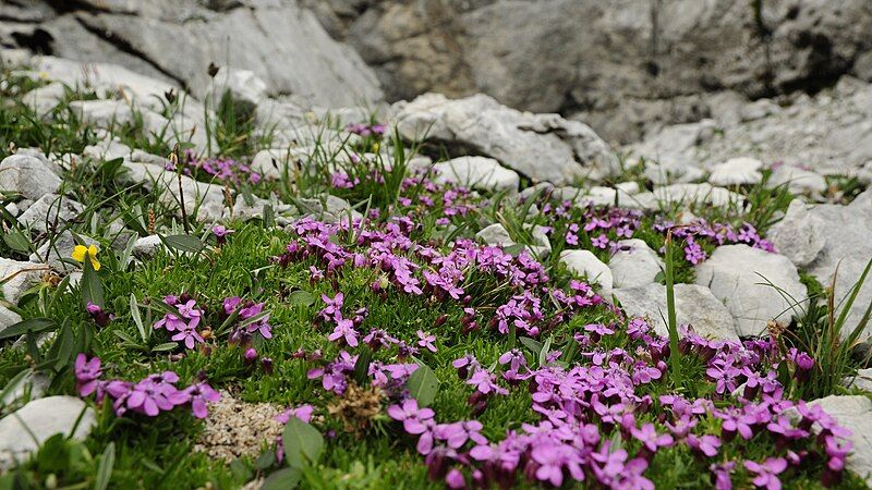 File:Silene acaulis (2).JPG