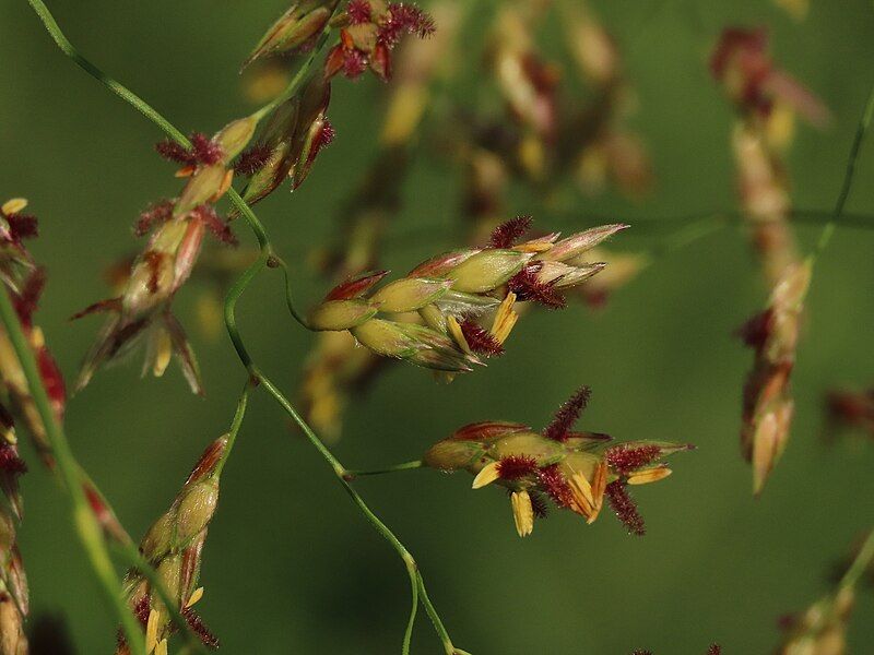 File:Sorghum propinquum.jpg