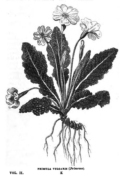 File:Stackhouse Primula-vulgaris.jpg