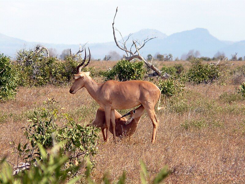 File:Suckling hirola.jpg