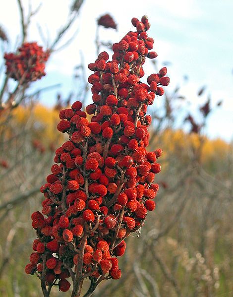 File:SumacFruit.JPG