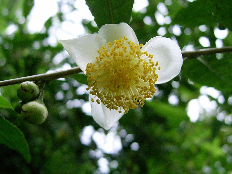 File:Tea flower.JPG