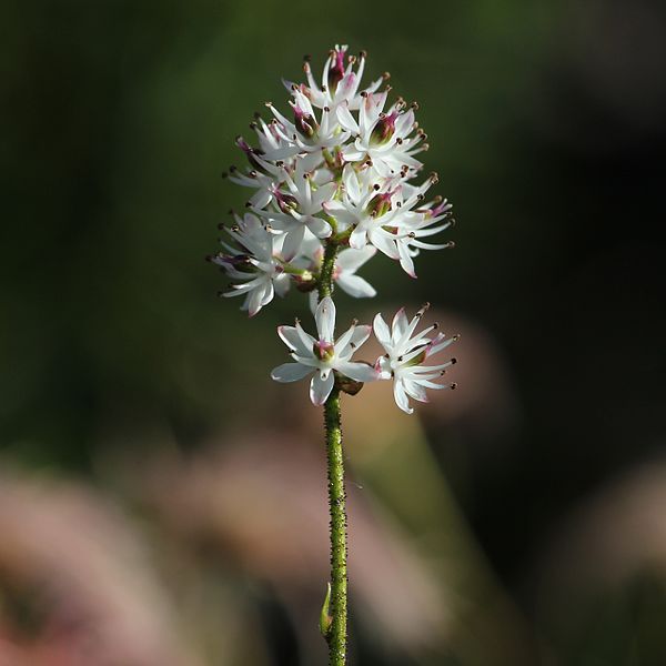 File:Triantha japonica (flower).jpg