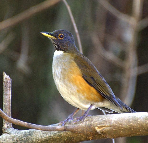 File:Turdus albicollis, crop.jpg