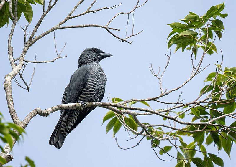 File:Visayan Cuckooshrike2.jpg