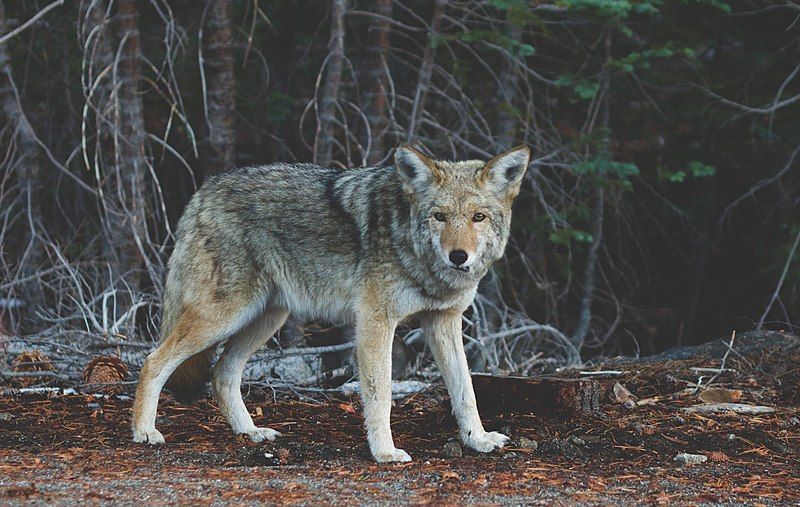 File:Wolf unsplash.jpg