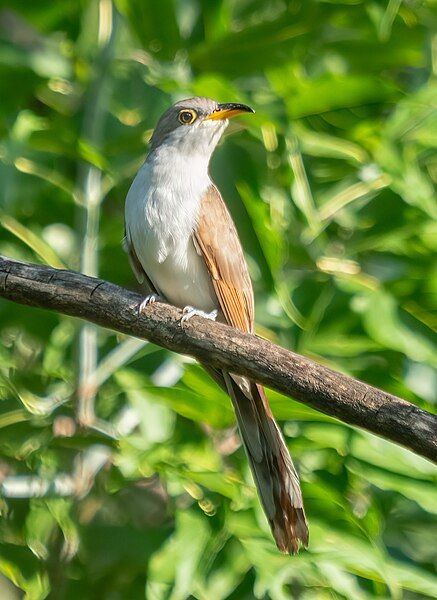 File:Yellow-billed cuckoo (42690).jpg