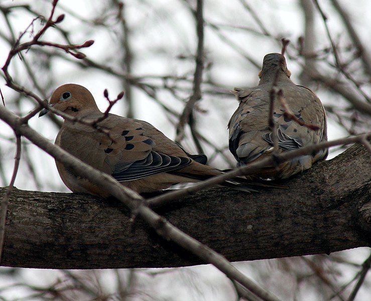 File:Zenaida macroura pair.jpg