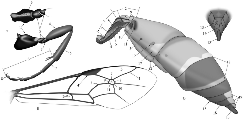 File:4-Morphology-of-abdomen-and.png