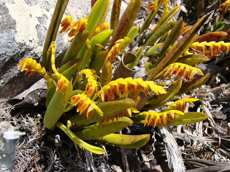 File:Acianthera ochreata.jpg