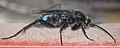 Spider wasp, Allochares azureus, in my house. Thanks to Nick Fensler at BugGuide.net for ID.