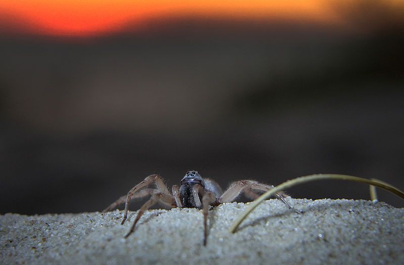 File:Allocosa brasiliensis male.jpg