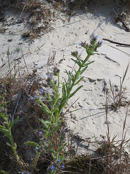 File:Anchusa arvensis01.jpg