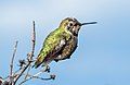 Image 92Anna's hummingbird in Pacifica, California