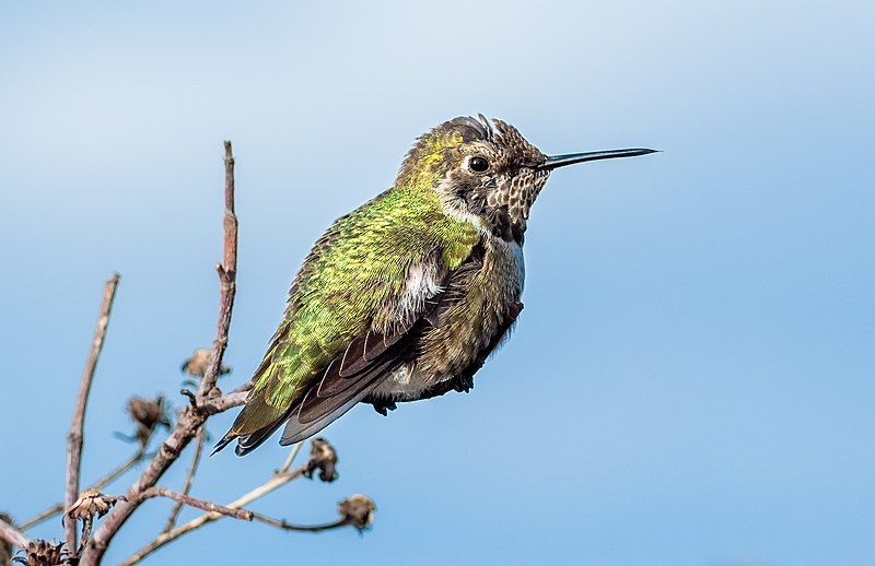 File:Anna's hummingbird (41124).jpg