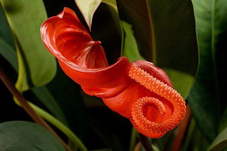 Anthurium scherzerianum inflorescence, by JJ Harrison