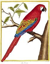 An illustration of a macaw with red tail feathers, red back and breast feathers, and blue and yellow wing tips. It sits on a tree branch facing right.