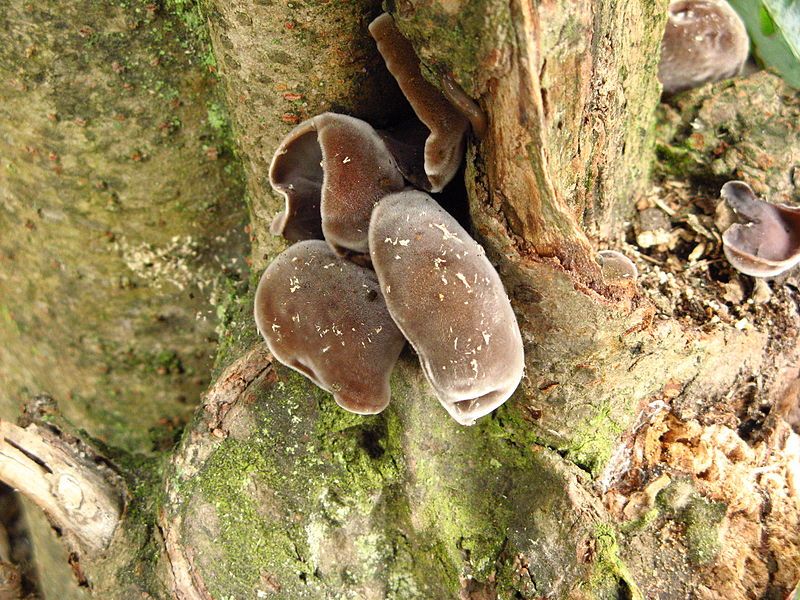 File:Auricularia polytricha.jpg