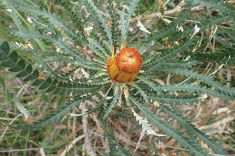 File:Banksia biterax buds.jpg