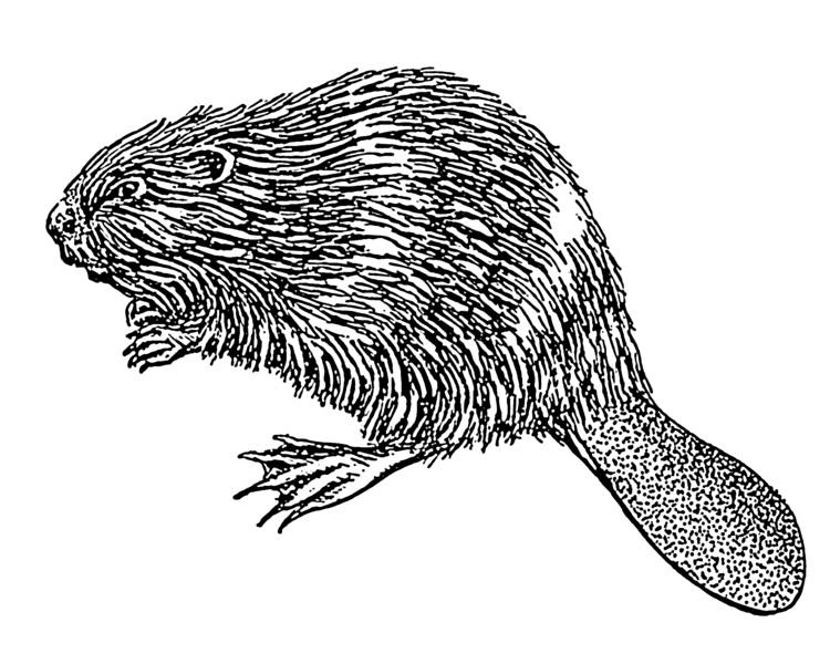 File:Beaver 1 (PSF)(retouched).png