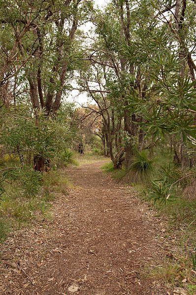 File:Beeliar murdoch Gnangarra-22.jpg