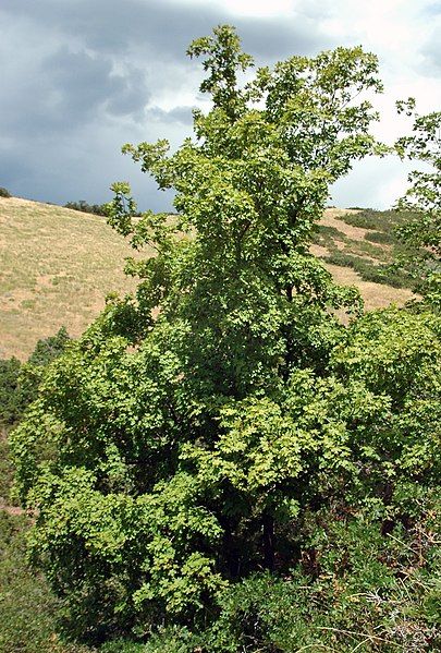 File:Bigtooth Maple 2.jpg