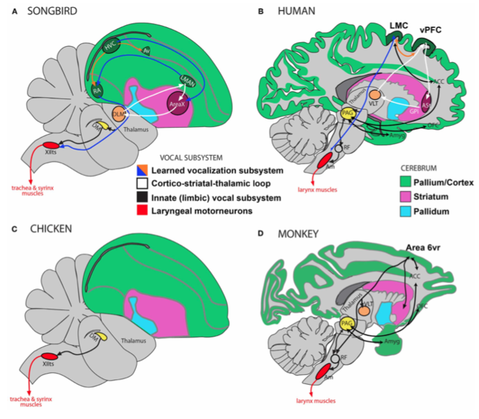 File:Brain Comparisons.tiff