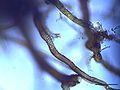 papillas on the rhizoids, magnified 400 times, Photo by Kristian Peters