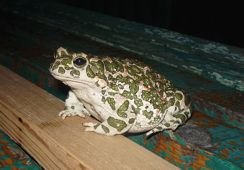 File:Bufo viridis sc.JPG