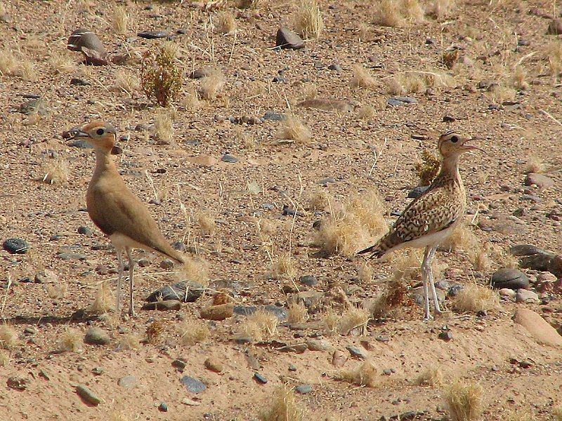 File:Burchell's Courser.jpg