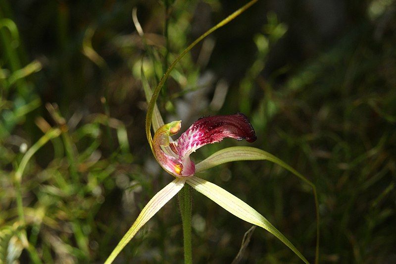 File:Caladenia ambusta.jpg