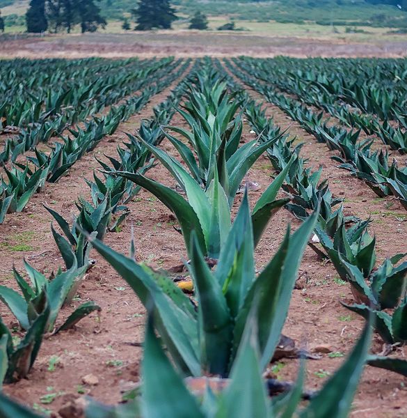 File:Campos de Maguey.jpg